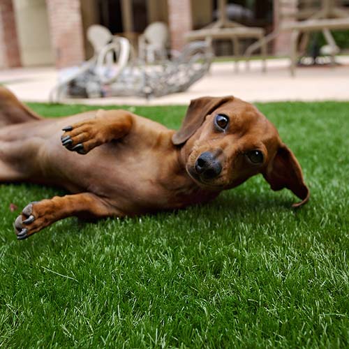 image of small dog on synlawn Maui artificial grass for pets