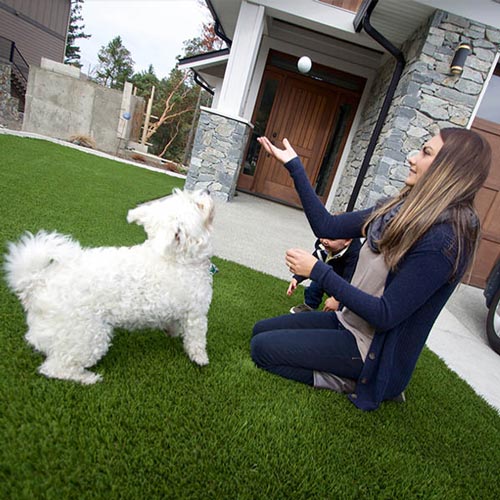 image of Pet friendly artificial grass for your furry friends available at SYNLawn Maui